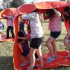 carrera del hamster